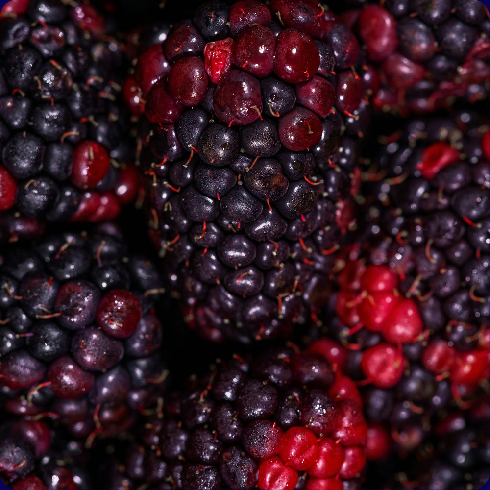 REZ Bilberry 